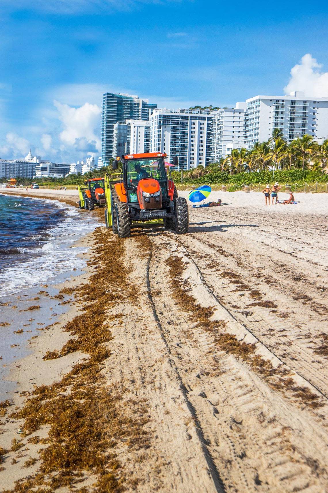 A crew cleans the sargassum along the beach at Collins Avenue and 27th Street in Miami Beach on Thursday, Aug. 25, 2022.