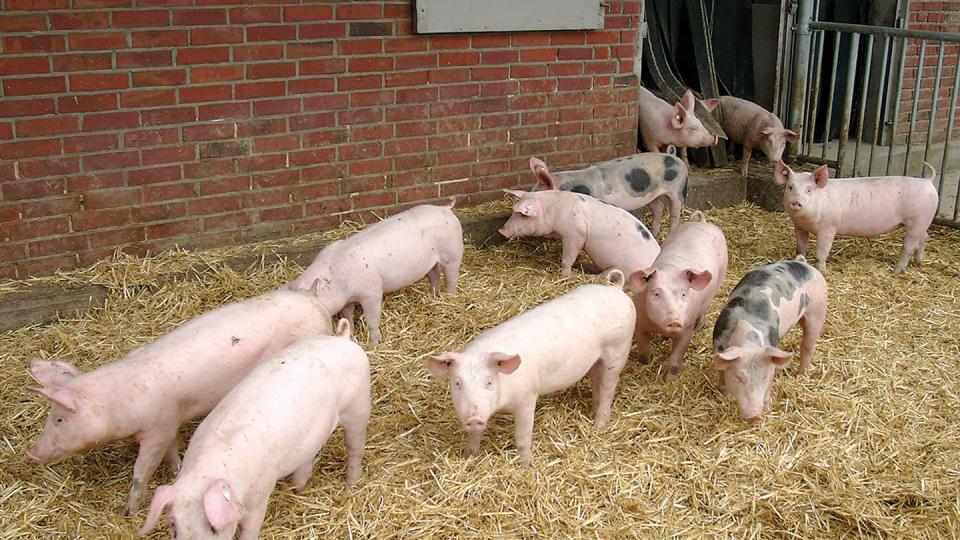 Hohenloher Landschweine vor einem Stall.