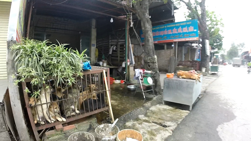 GoPro still of dogs awaiting slaughter at a wet market in Hanoi. Carcasses can be seen in the background.