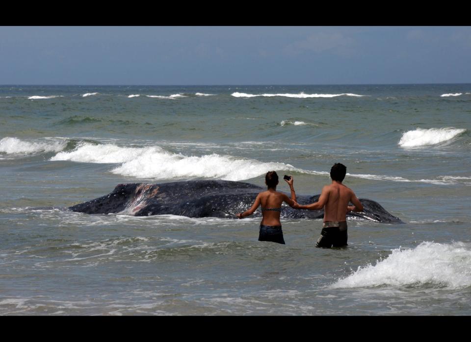An 8.5 metre-long juvenile humpback whale remains stranded on Anaconda beach in La Paloma, department of Rocha, in southeastern Uruguay, on January 27, 2011. AFP 