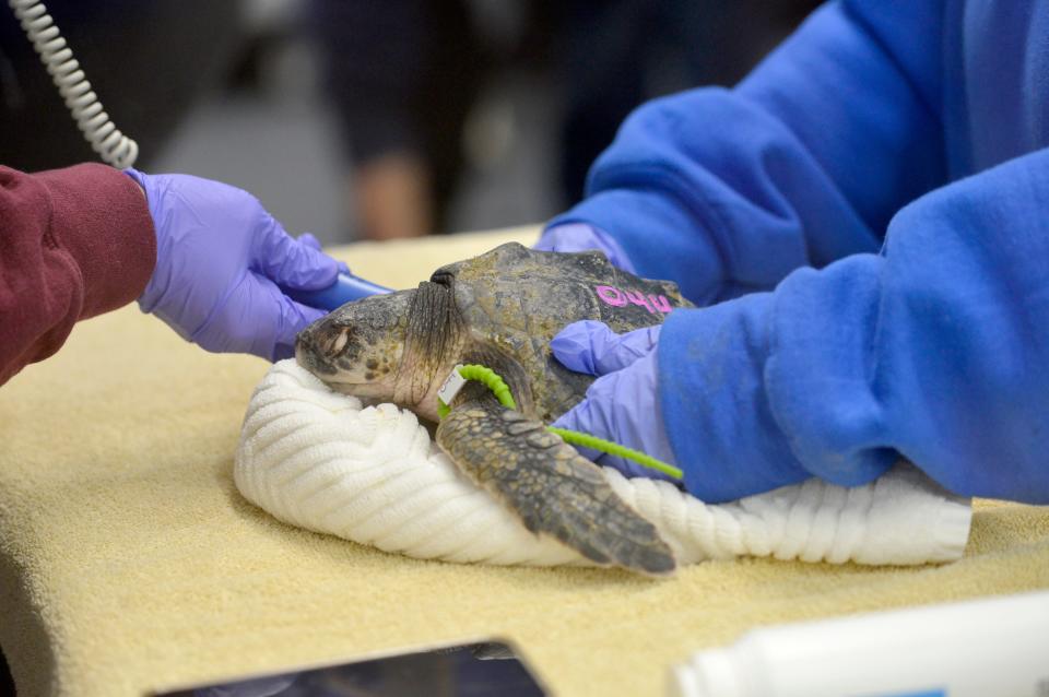 Volunteer veterinarian Kate Mueller listens to the heartbeat of a cold-stunned turtle as part of the intake process. The National Marine Life Center has built a new sea turtle triage suite at its Buzzards Bay facility specifically to process and care for cold-stunned turtles.