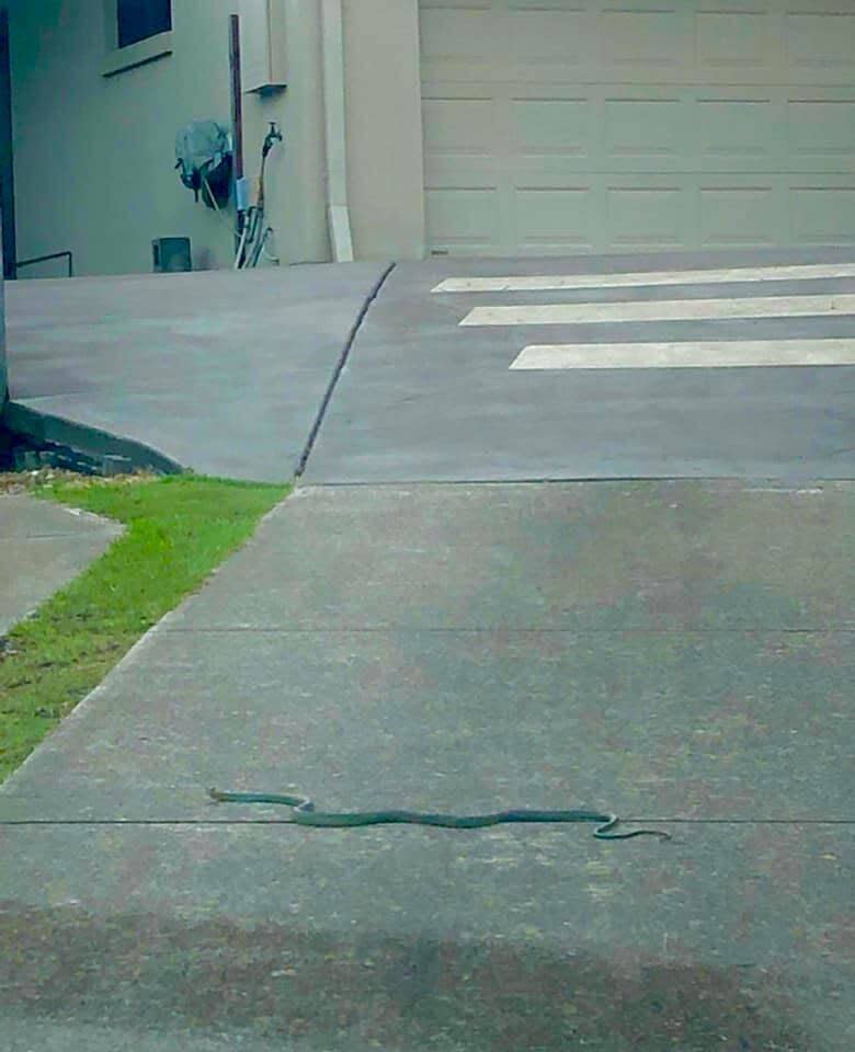 The page challenged the public to try and guess what snake was hiding in the greenery. Source: Facebook/Brisbane Snake Catchers