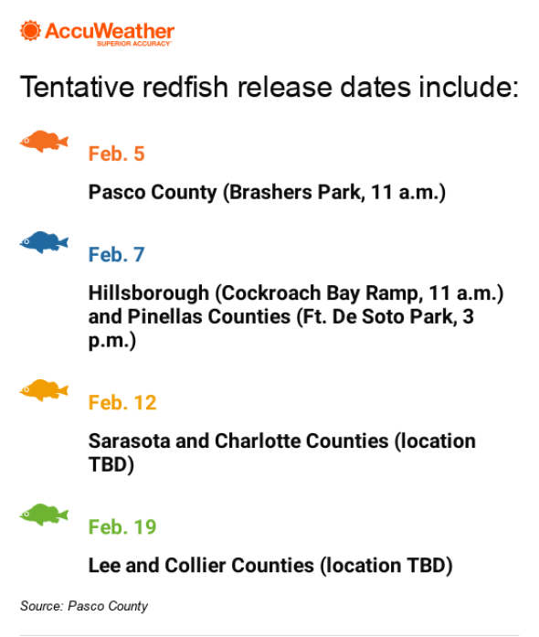 Redfish release schedule to help with red tide losses