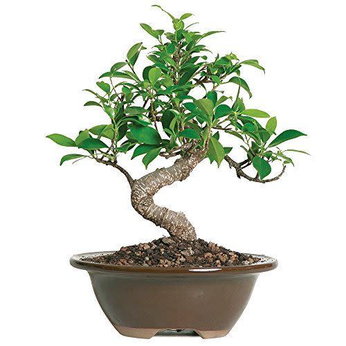 <p><strong>Brussel's Bonsai</strong></p><p>amazon.com</p><p><strong>$28.17</strong></p><p><a href="https://www.amazon.com/dp/B0000DGF9V?tag=syn-yahoo-20&ascsubtag=%5Bartid%7C10052.g.3284%5Bsrc%7Cyahoo-us" rel="nofollow noopener" target="_blank" data-ylk="slk:Shop Now;elm:context_link;itc:0;sec:content-canvas" class="link ">Shop Now</a></p>