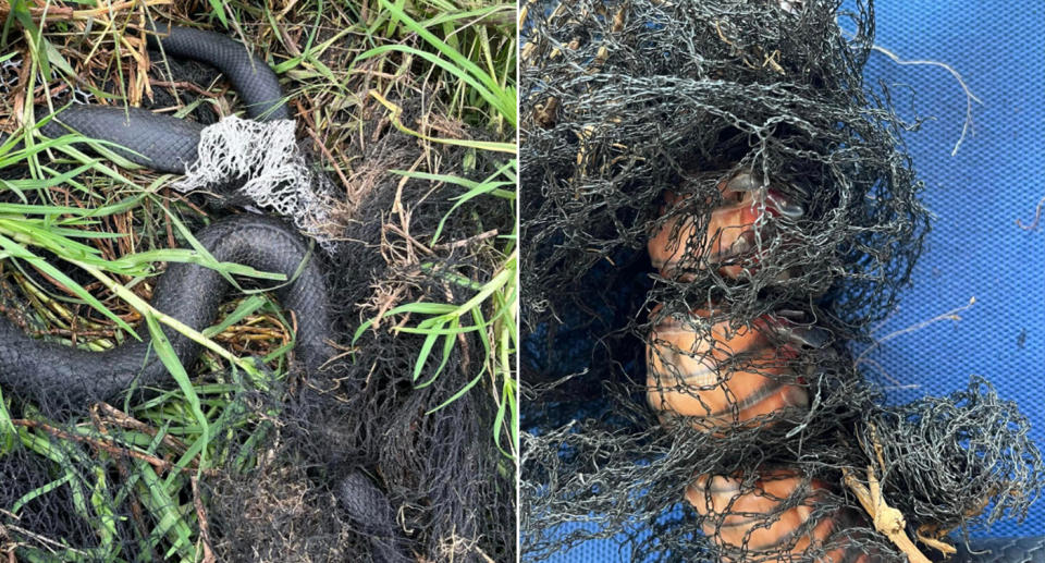 Left, the snake can be seen on the lawn with the netting tangled around it. Right, a close up of the snakes injuries, with its skin burnt and cut. 