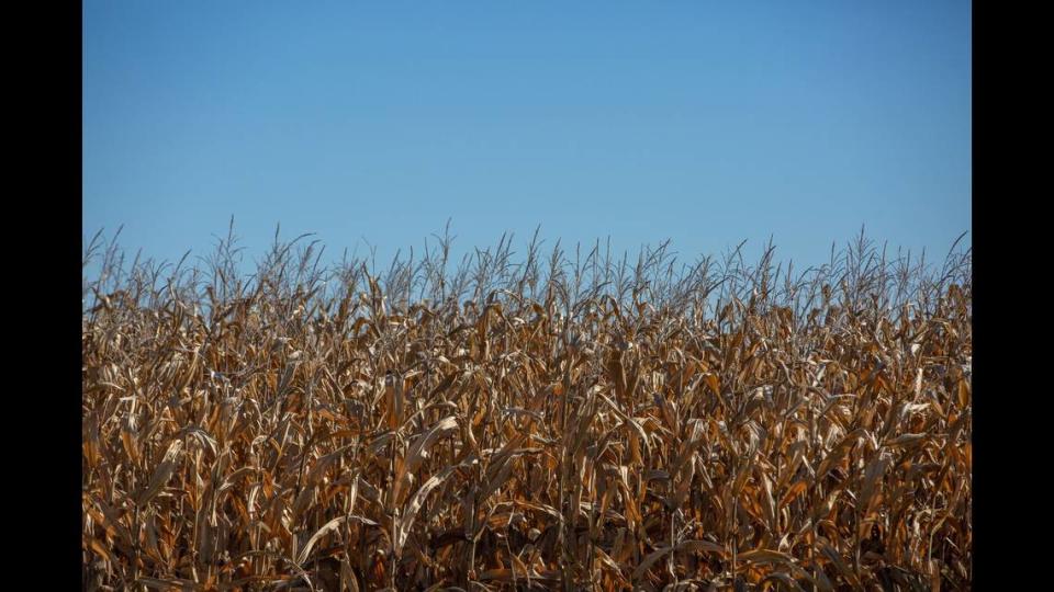 A corn field on Friday, Oct. 20, 2023, off Highway 67 in Illinois.