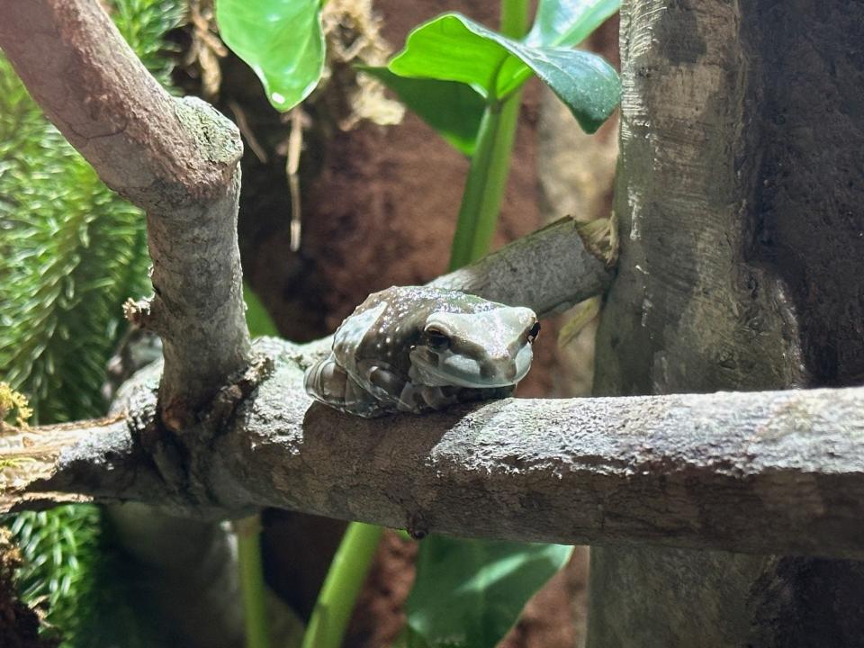 An Amazon milk frog on display at the Daytona Aquarium & Rainforest Adventure, Wednesday, Feb. 21, 2024.