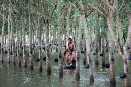 Phon Tongmak, a rubber tree farmer (back), rows a boat in floodwaters in his rubber plantation with his friend at Cha-uat district in Nakhon Si Thammarat Province, southern Thailand, January 18, 2017. REUTERS/Surapan Boonthanom