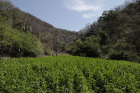 Marijuana grows in the mountains surrounding Badiraguato, Sinaloa state, Mexico, Tuesday, April 6, 2021. Mexico’s legislation to legalize marijuana is waiting for final Senate approval. (AP Photo/Eduardo Verdugo)