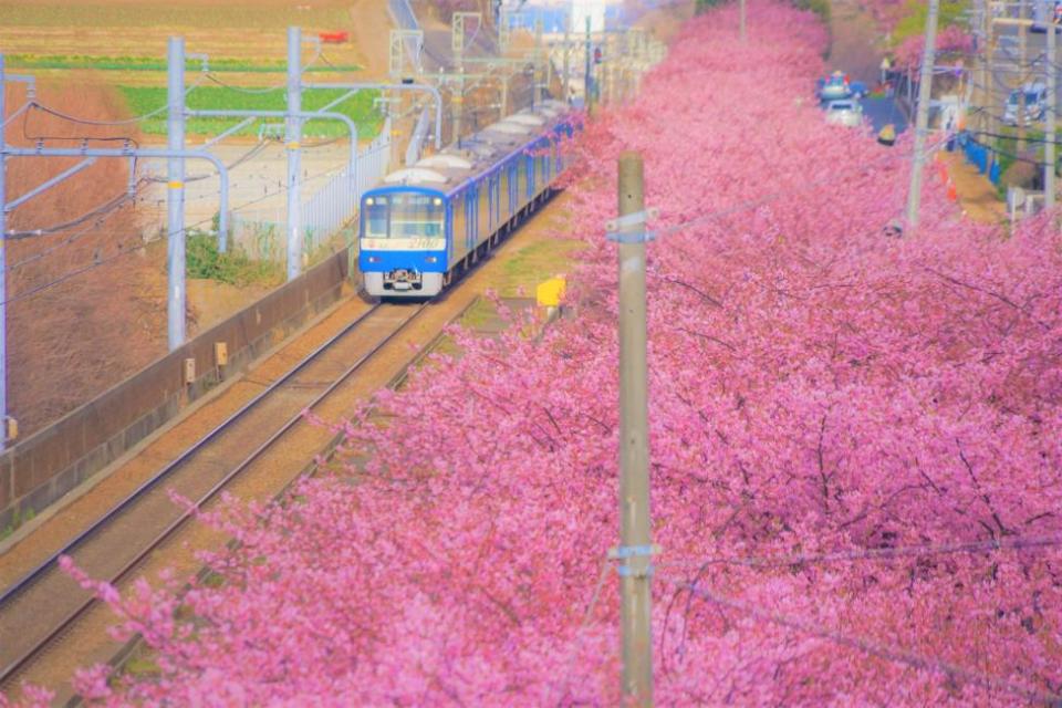 [Japan] Yokohama Flower Viewing 1-Day Tour | Hanami Coast Kawazu Cherry Blossom Trail, Sungaoka View Ten Thousand Rapeseed Flowers | Yokohama Yamashita Park & Sungaoka-Nagai Umute Park & Miura Coast | Round trip from Tokyo Shinjuku. (Photo: KKday SG)