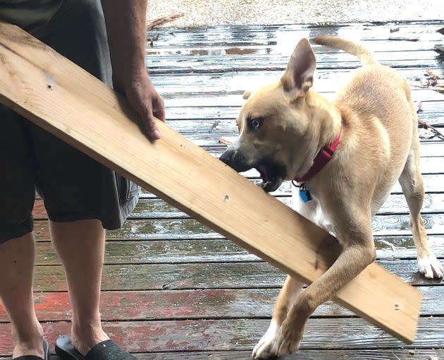 Hank in destruction mode. (Photo: Christine Clauder)