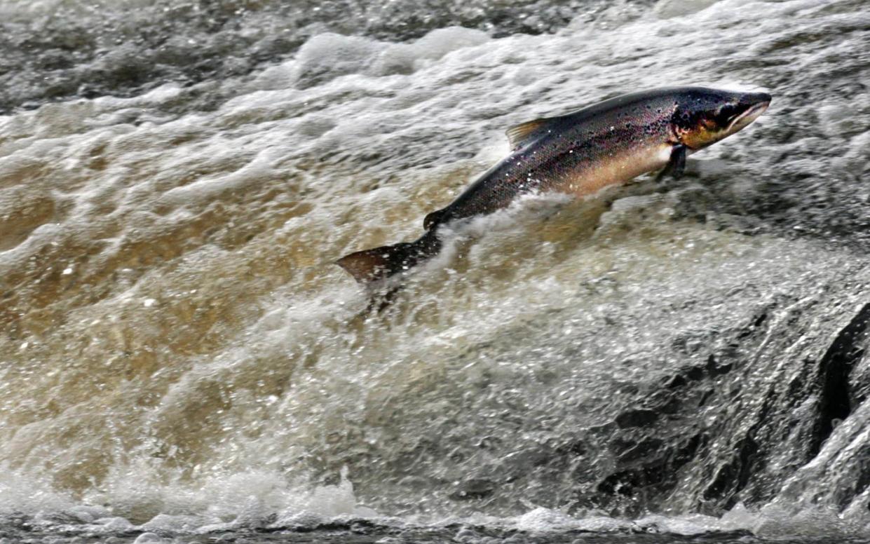 The figures used to assess salmon numbers have not been re-evaluated by the ICUN since 1996 - David Cheskin/PA Wire