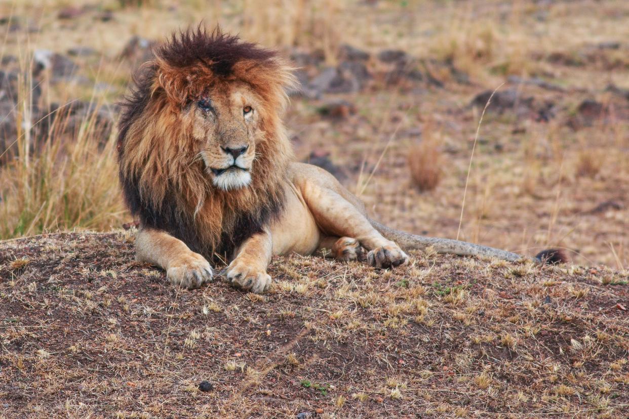 Scarface the lion, in the Maasai Mara Game Reserve in 2018 (Getty Images/iStockphoto)