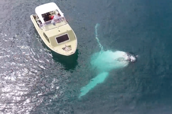 Humpback whale swims under tiny fishing boat in amazing video