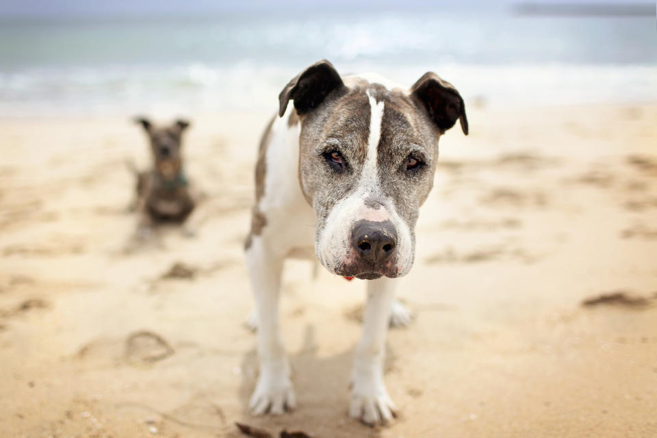 This April 13, 2013 photo courtesy of Lori Fusaro, shows 16-year-old Sunny at Playa del Rey beach in Los Angeles. Fusaro is is working on "Silver Hearts," a photo book of old dogs. She plans to turn proceeds over to rescues that save old dogs and also hopes the book will encourage others to adopt old dogs. (AP Photo/Lori Fusaro)