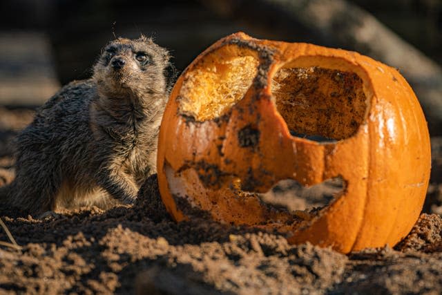 A meerkat eats a pumpkin