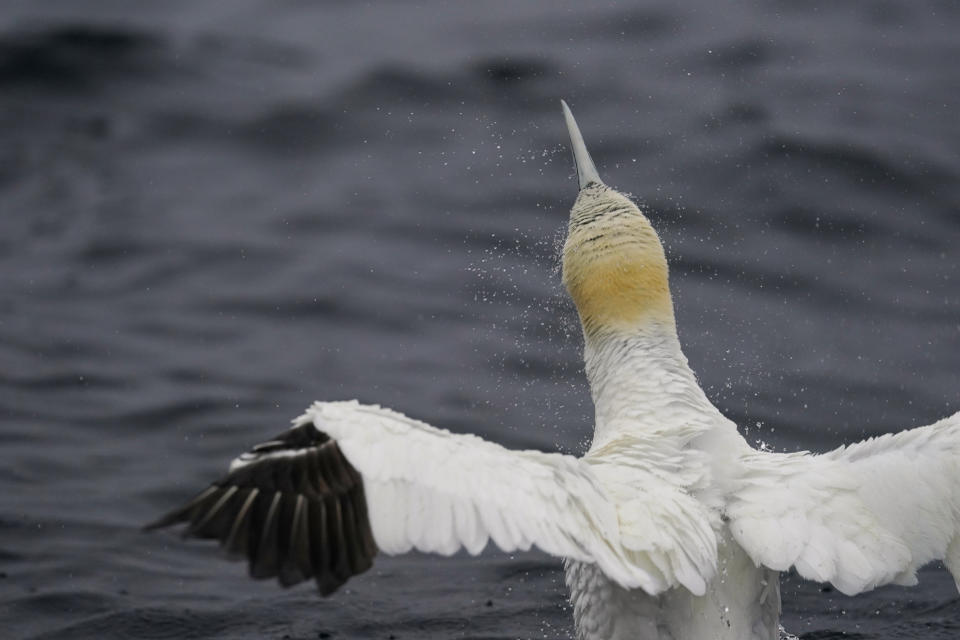 A northern gannet shakes off water as it bathes in the Gulf of St. Lawrence near Bonaventure Island off the coast of Quebec, Canada's Gaspe Peninsula, Tuesday, Sept. 13, 2022. Experts say there's little question that global warming is reshaping the lives of northern gannets by driving fish deeper into cooler waters and sometimes beyond their reach. (AP Photo/Carolyn Kaster)