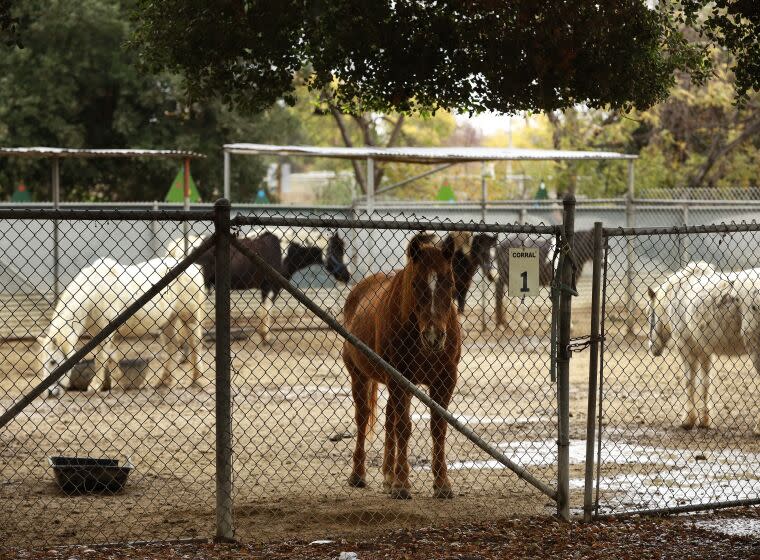 LOS ANGELES, CA - DECEMBER 09: Pony's resting in their enclosure at the Griffith Park Pony Rides on a rainy Thursday. The city of Los Angeles advanced a plan to hire an equestrian expert to assess the well-being of the horses used at the Griffith Park Pony Rides in response to allegations from activists who are calling for a ban of the practice. The motion was made by Councilmember Nithya Raman and Paul Koretz Tuesday and now goes before the full council. Griffith Park Pony Rides on Thursday, Dec. 9, 2021 in Los Angeles, CA. (Al Seib / Los Angeles Times).