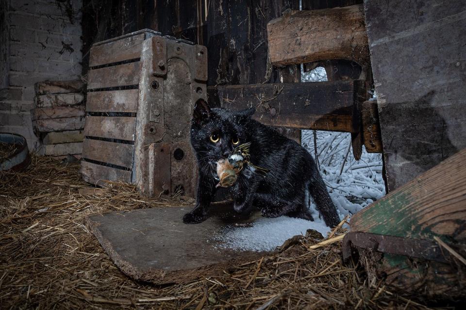 Wildlife Photographer of the Year People’s Choice Award Shortlist - Caught by the cat by Michal Michlewicz, Poland