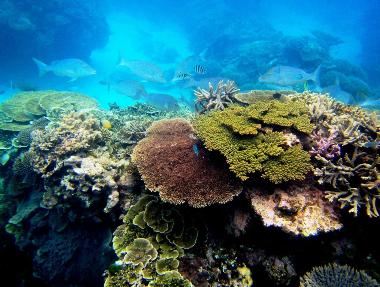 Healthy corals like these on Australia's Lady Elliot Reef could disappear by the 2030s if climate change is not curbed. Rebecca Spindler, <a href="http://creativecommons.org/licenses/by-nd/4.0/" rel="nofollow noopener" target="_blank" data-ylk="slk:CC BY-ND;elm:context_link;itc:0;sec:content-canvas" class="link ">CC BY-ND</a>