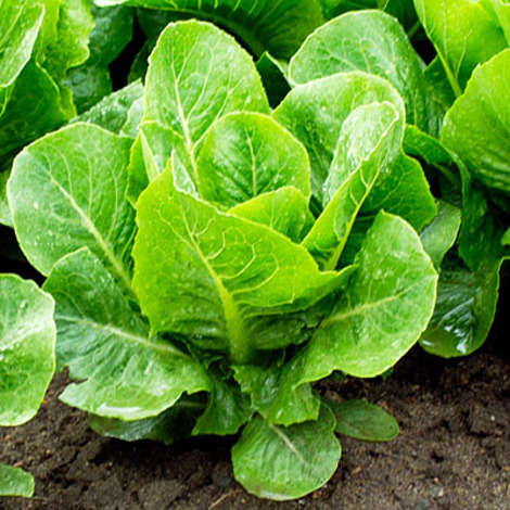 Loose-leaf lettuce for just-picked salads