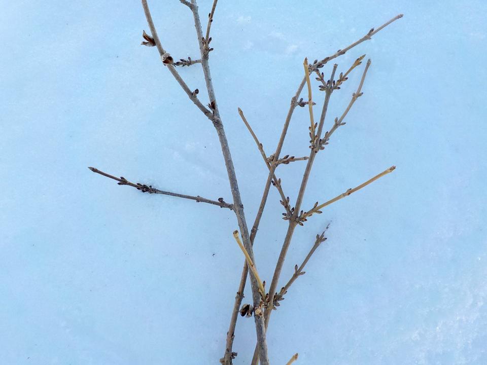 Forsythia branches have flower buds that come in pairs.