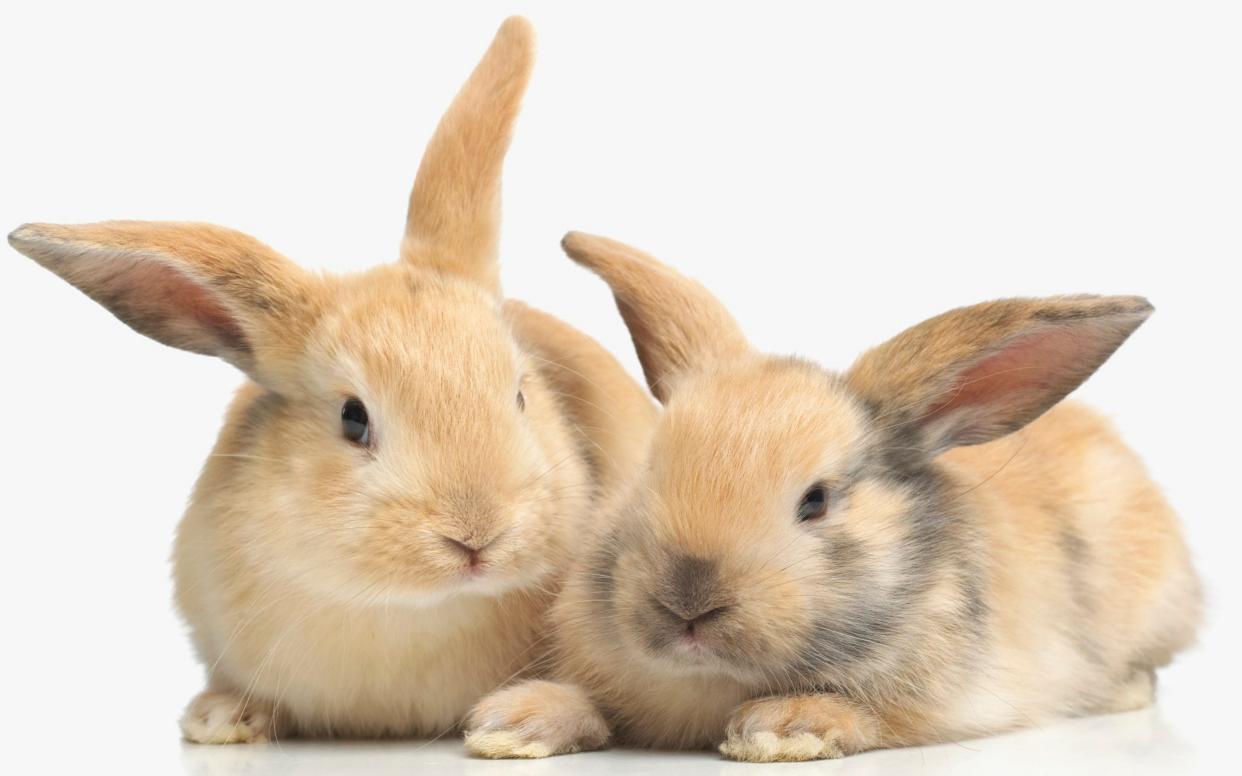 Britain's first pet rabbits were kept by the Romans - Dorling Kindersley