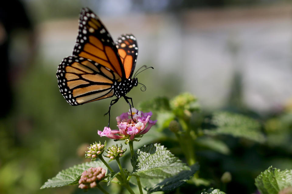 Fotografía de archivo del 19 de agosto de 2015 de una mariposa monarca en Vista, California (AP Foto/Gregory Bull, Archivo)