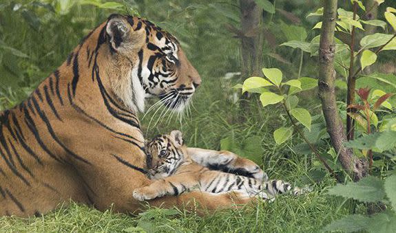 Super cute tiger cub born WITHOUT stripes poses for heart-melting