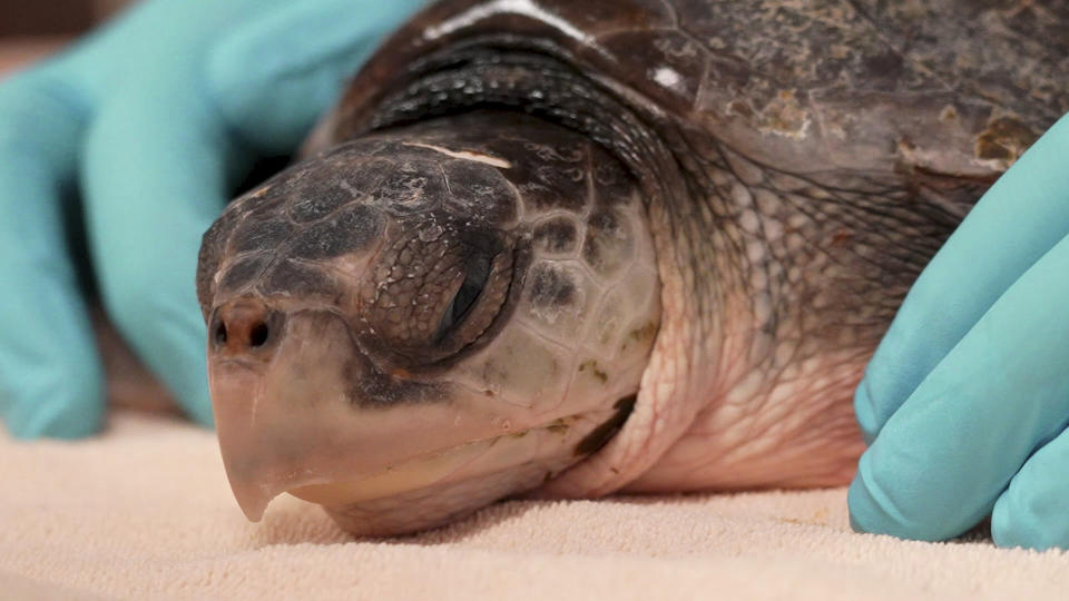 This photo provided by Clearwater Marine Aquarium shows a Kemp's ridley cold stunned sea turtle, in Clearwater, Fla. Fifty-two endangered Kemp's ridley sea turtles are rehabbing at four facilities in Florida following a flight from the New England Aquarium in Massachusetts. The turtles arrived in Tampa on Tuesday, Dec. 5, 2023, and 16 were sent to Clearwater Marine Aquarium, officials said. (Clearwater Marine Aquarium via AP)