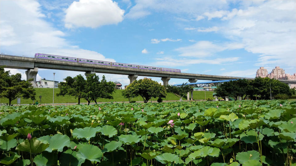 二重疏洪荷花公園 (圖片來源：新北市高灘地工程管理處)