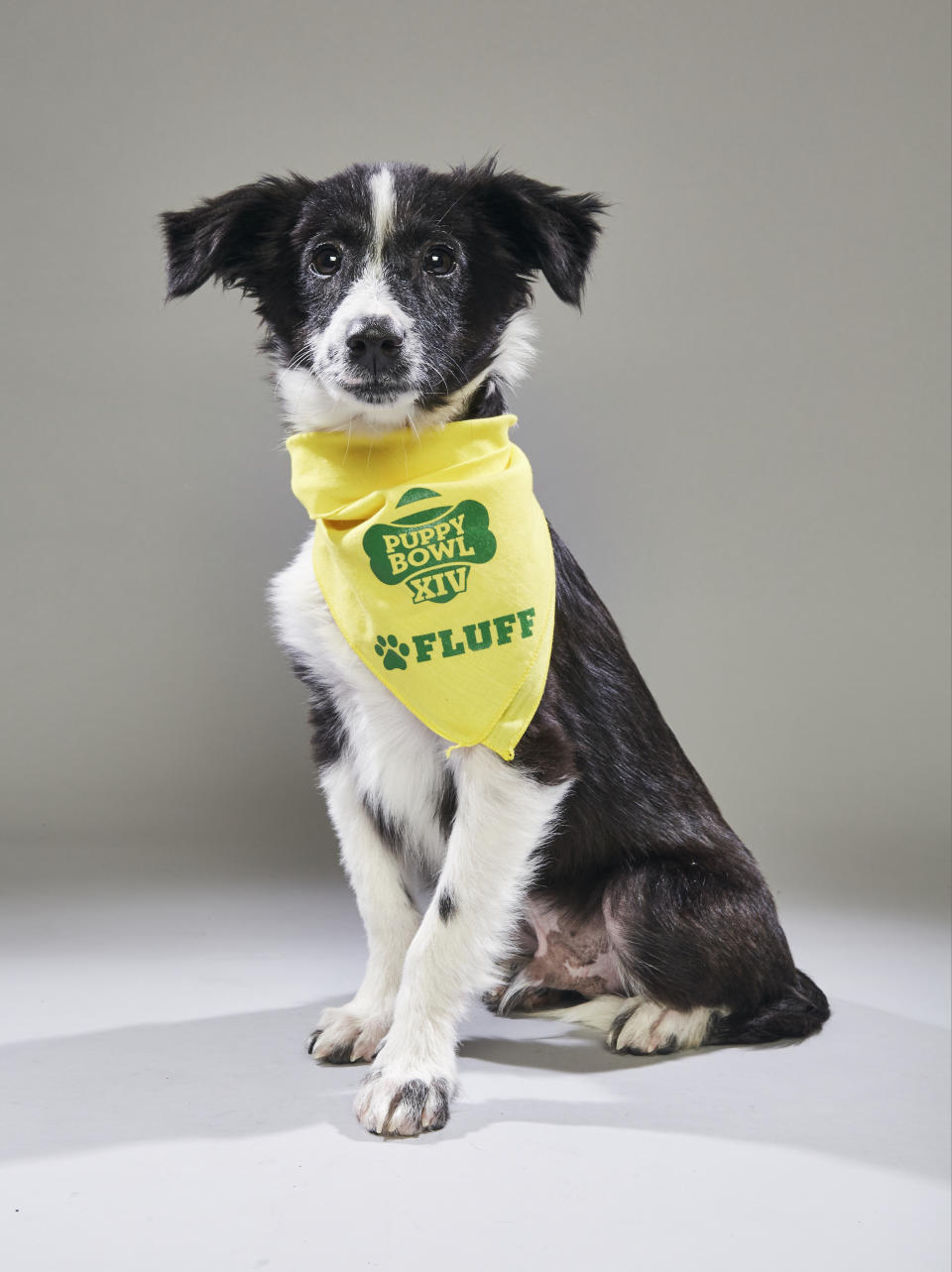 <p>Team: Fluff<br> From: Compassion Without Borders<br> (Photo: Animal Planet) </p>
