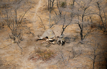 FILE PHOTO: An aerial photograph shows the carcass of an elephant, after reports that conservationists have discovered 87 of them slaughtered just in the last few months, in the Mababe area, Botswana, September 19, 2018. REUTERS/Siphiwe Sibeko/File Photo