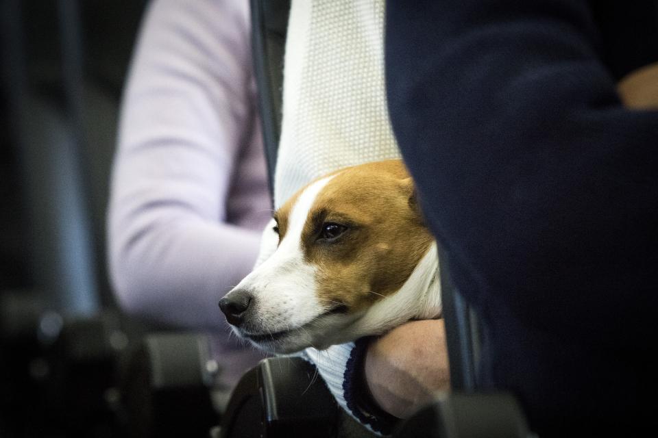 A dog pictured on the lap of its owner in Chiba, Japan on January 27, 2017.