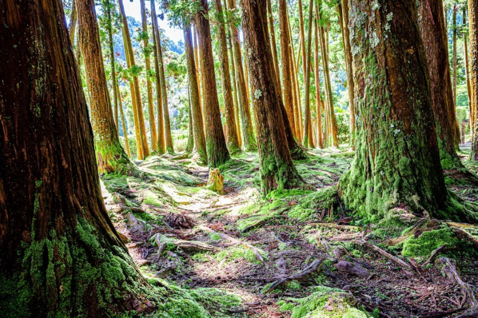 Azores Cedar Forest, photography by Carmine Angeloni