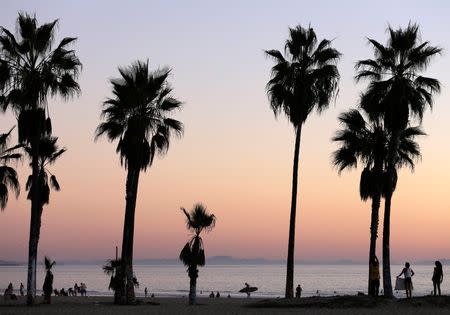 People stand amid palm trees on the beach in Venice, California November 7, 2014. REUTERS/Jonathan Alcorn