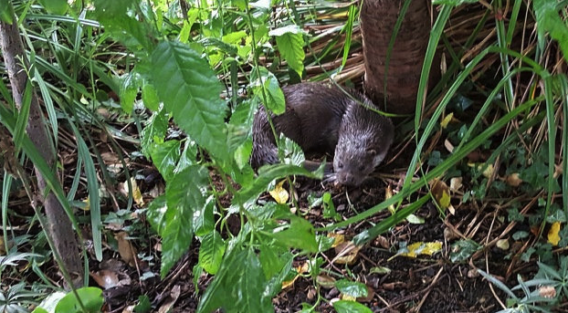 The otter was spotted after he had eaten all of Tony’s fish (Picture: SWNS)