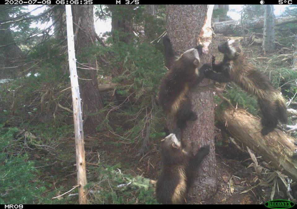 Wolverine Family at Mount Rainier National Park.