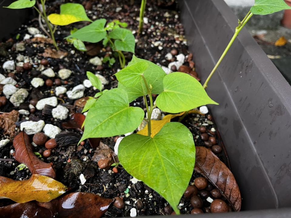 地瓜葉營養價值高，是不少人打造自家菜園的首選作物。圖/張芮瑜提供