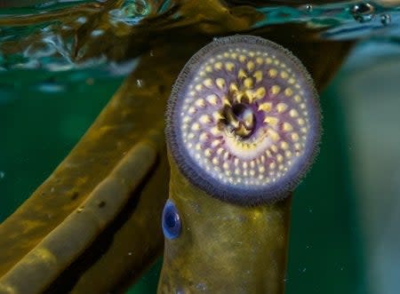 a mature lamprey in a laboratory. the long eel-like fish as a circular mouth with teeth and eyes on the side of its body.