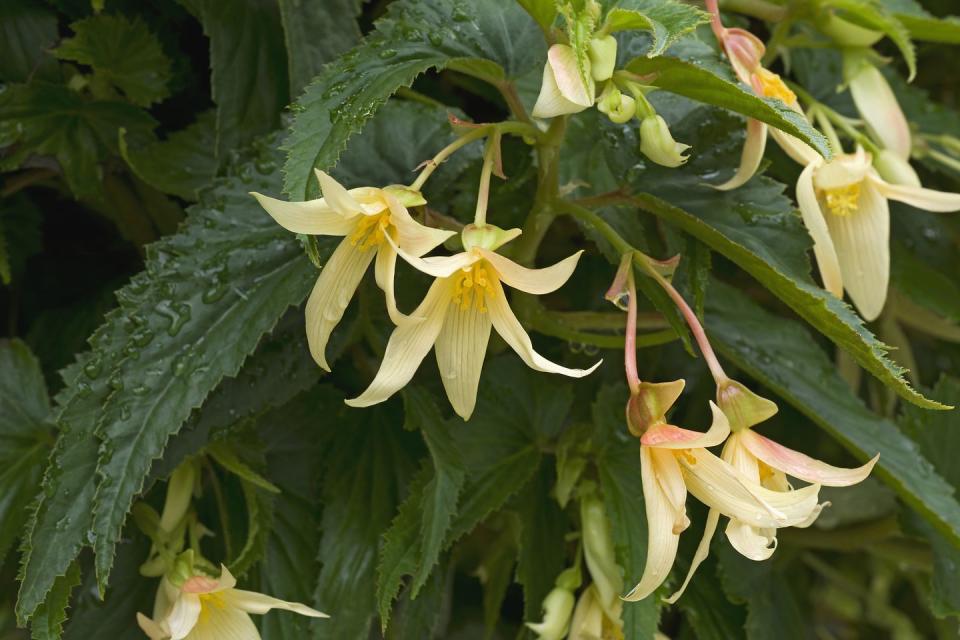 shade flowers begonia boliviensis