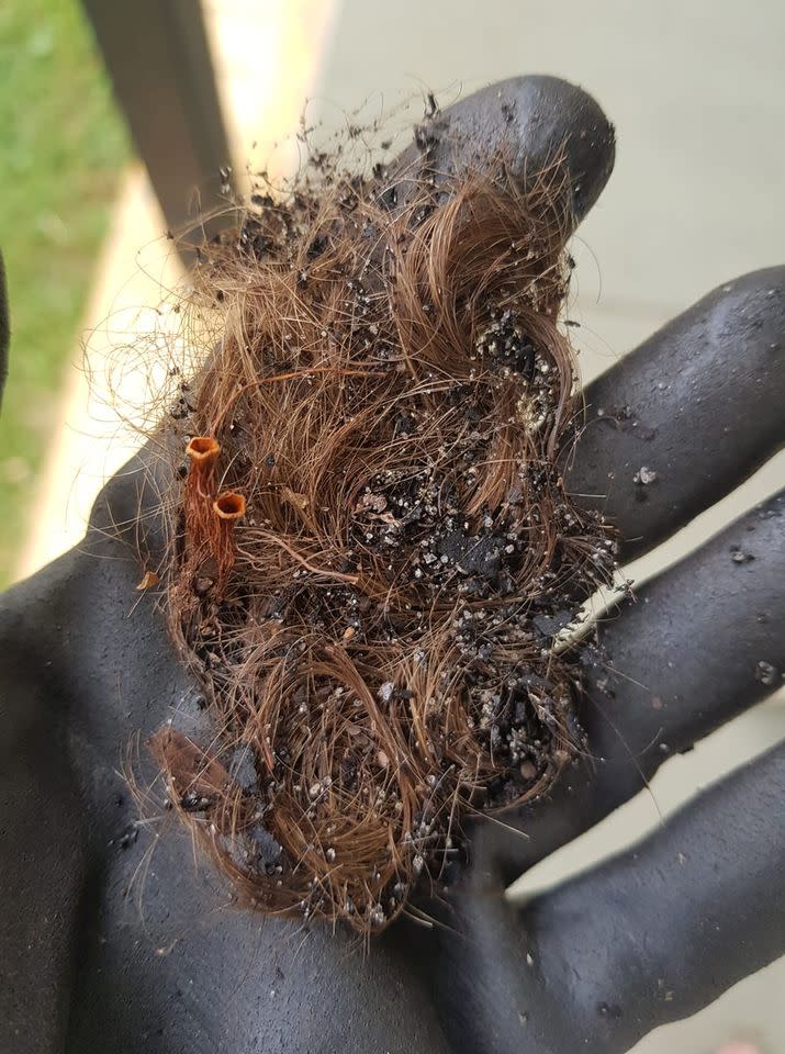 A plant lover has shared their 'creepy' find in a plant they bought off an old lady. Photo: Facebook (supplied).