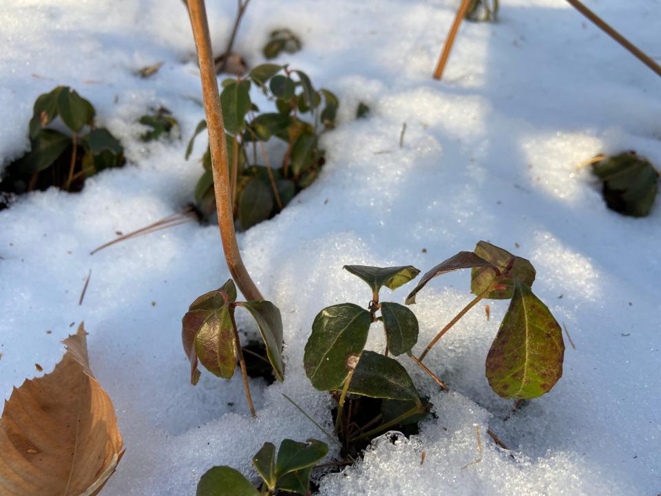 Teaberry has evolved with several adaptations to be able to survive the New England winter.