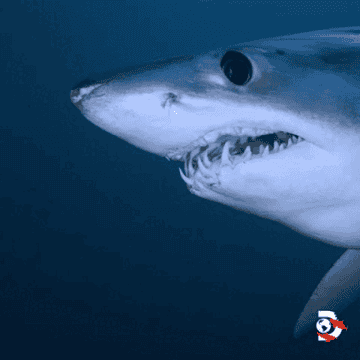 Close-up of a shark swimming in the ocean, showcasing its sharp teeth.