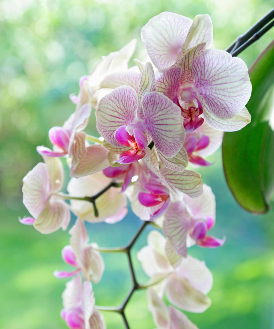 1. Moth orchid (Phalaenopsis)