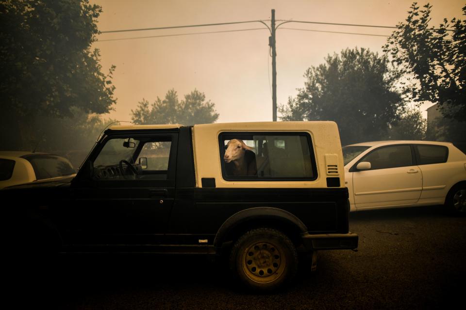 A sheep looks outside a car window during a wildfire in Cardigos village in Macao, central Portugal on July 21, 2019. (Photo: Patricia De Melo Moreira/AFP/Getty Images)