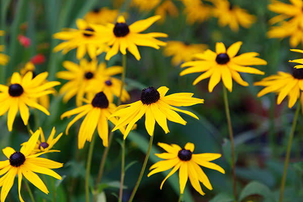 Rudbeckia o Goldstrum