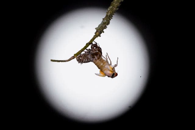 A supermoon gives backdrop to a Brood X cicada (Julio Cortez/AP)