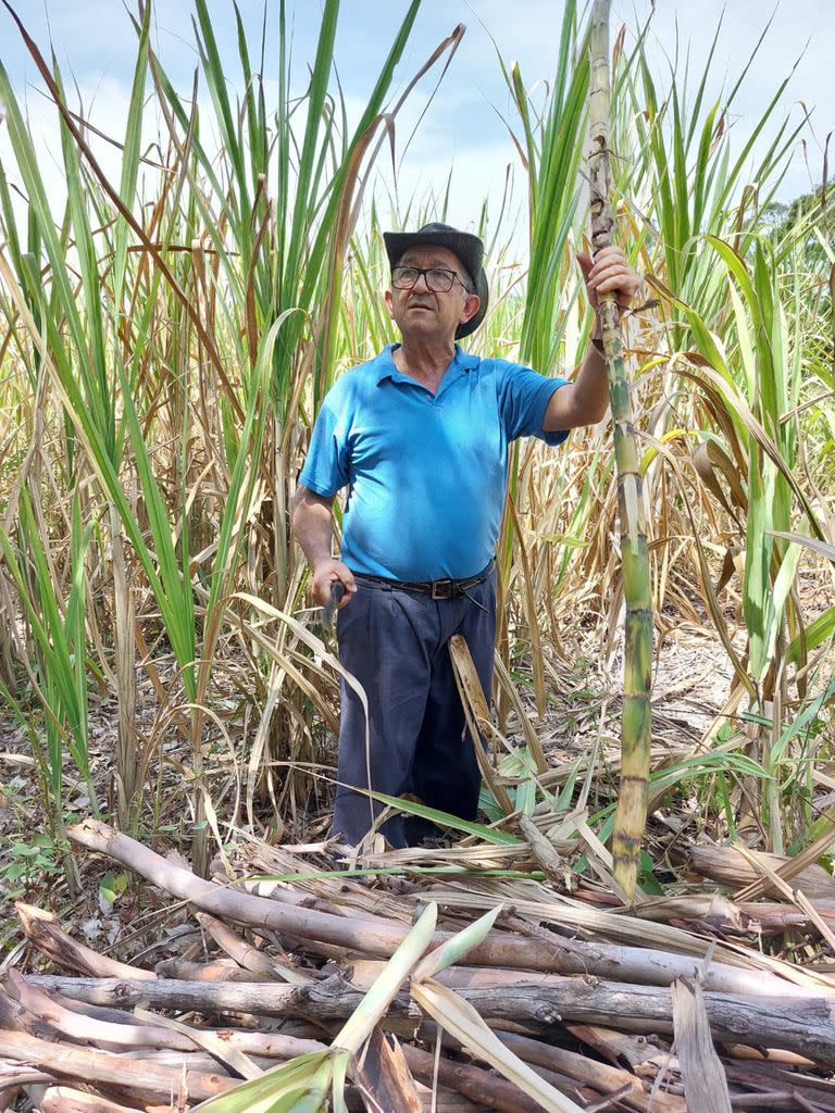 Rogelio tiene una plantación de caña familiar en el cerro Santa Ana, donde cosechan para producir luego la rapadura