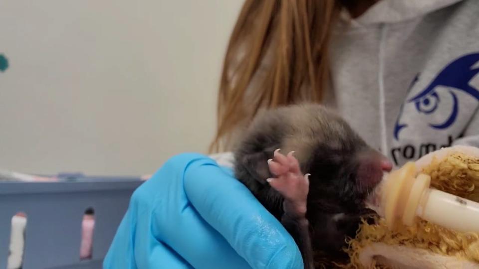 Staff at the Richmond Wildlife Center feed an orphaned kit with a syringe feeder.